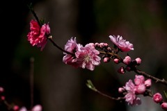 春天——盛开的桃花