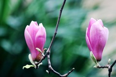 玉兰花（七）