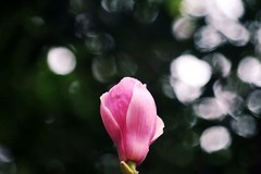 玉兰花（七）