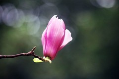 玉兰花（七）