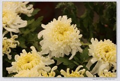 九月菊【乙巳年-216】