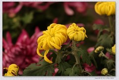 九月菊【乙巳年-216】