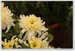 九月菊【乙巳年-217】