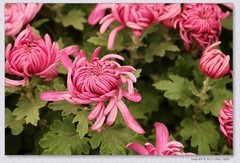 九月菊【乙巳年-217】