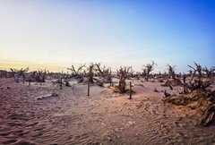 酒泉怪树林 掠影