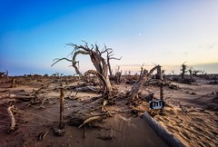 酒泉怪树林 掠影