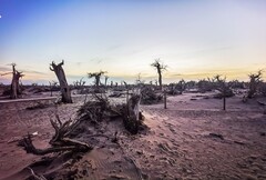 酒泉怪树林 掠影