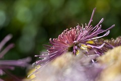 济南趵突泉第46届金秋菊展-13