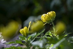 济南趵突泉第46届金秋菊展-13