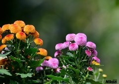 再入文园拍小菊。