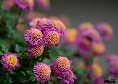 再入文园拍小菊。