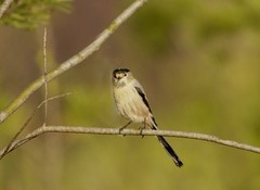 银喉长尾山雀（2）
