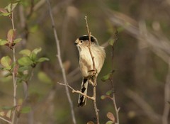 银喉长尾山雀（2）