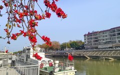 [26068] 勒北渡口的红棉