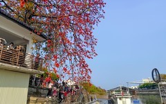 [26068] 勒北渡口的红棉