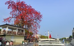 [26068] 勒北渡口的红棉