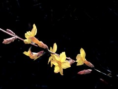 迎春花开（11）