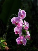 室内花卉（16）