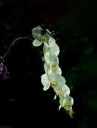 室内花卉（16）