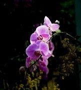 室内花卉（16）