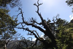 阿莎帕斯国家公园随拍（三）