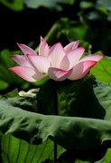 荷花 (60)
