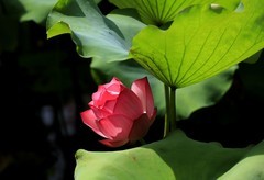 荷花 (60)