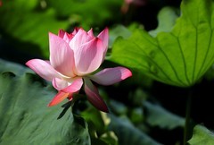 荷花 (60)