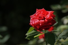 2026194月 季 花