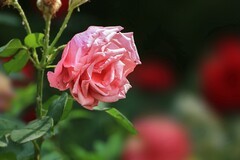 2026194月 季 花