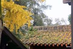 塔坪寺，古银杏