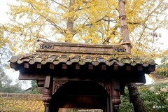 塔坪寺，古银杏