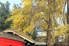 塔坪寺，古银杏