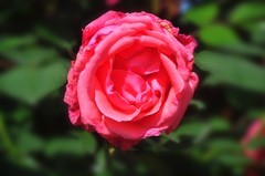 月季花开