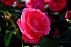 月季花开