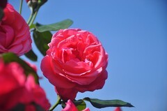 月季花开