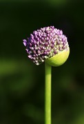 大花葱 (2)