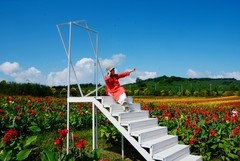 雁鸣湖——小山村花海（8）