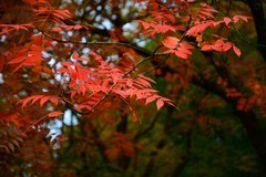 这里的冬天依旧显现秋天的魅力