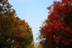 这里的冬天依旧显现秋天的魅力