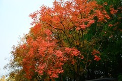 这里的冬天依旧显现秋天的魅力