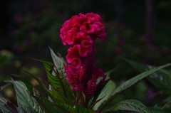 一组鸡冠花--恭贺明月清风008师友荣任版主