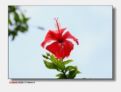 云台花园的花草。