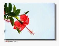 云台花园的花草。