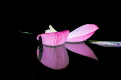 《wjw荷花》03