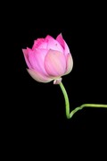 《wjw荷花》03