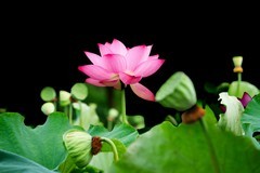 《wjw荷花》03