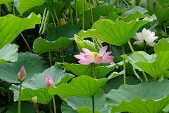 荷 （17）