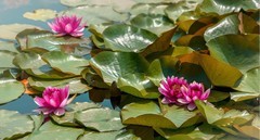 重启记忆 . 活跃版块 . 欢迎摄友来5D3版块发帖