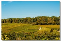 又见秋野--销假贴